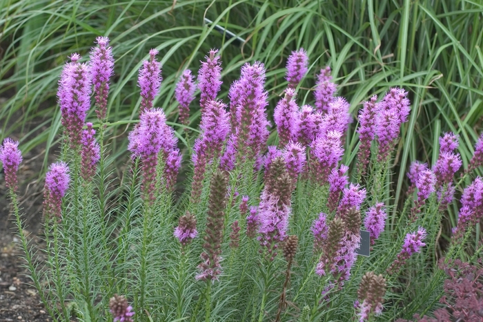 'Floristan Violet' Gayfeather - Liatris spicata from WNLKG Wildwood Nursery LKG