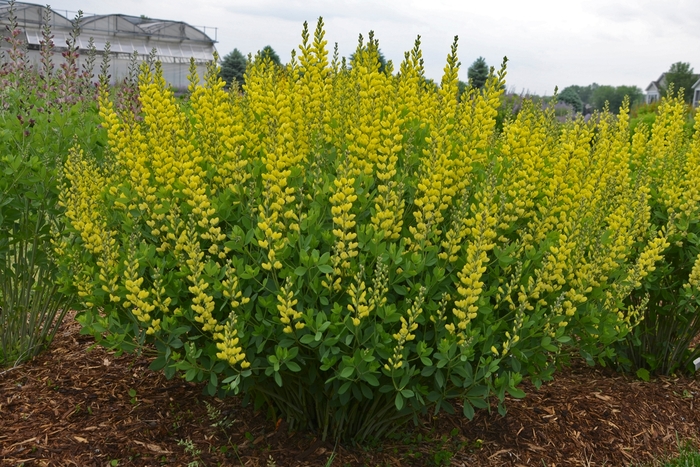 'American Goldfinch' False Indigo - Baptisia from WNLKG Wildwood Nursery LKG