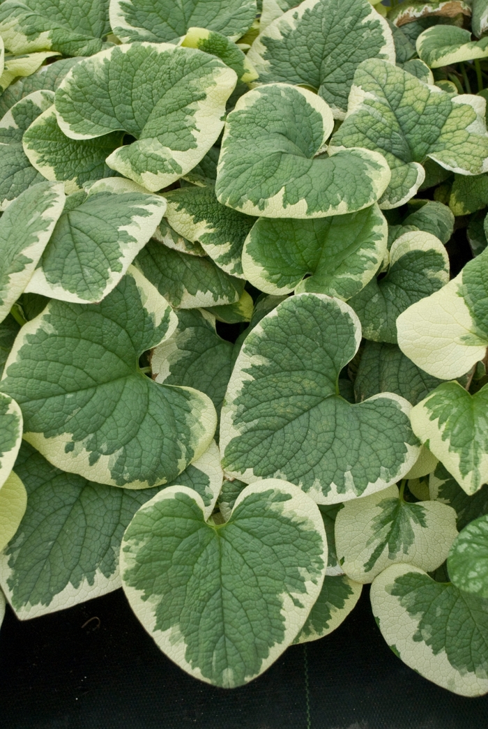 'Variegata' Siberian Bugloss - Brunnera macrophylla from WNLKG Wildwood Nursery LKG