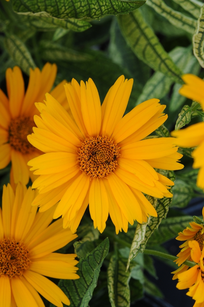 'Sunstruck' False Sunflower - Heliopsis helianthoides from WNLKG Wildwood Nursery LKG