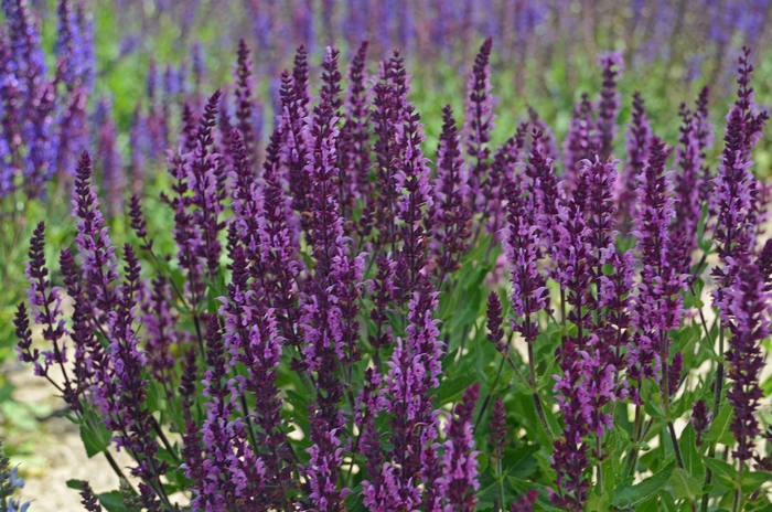 Salvia'Bumbleberry' - Salvia nemorosa from WNLKG Wildwood Nursery LKG