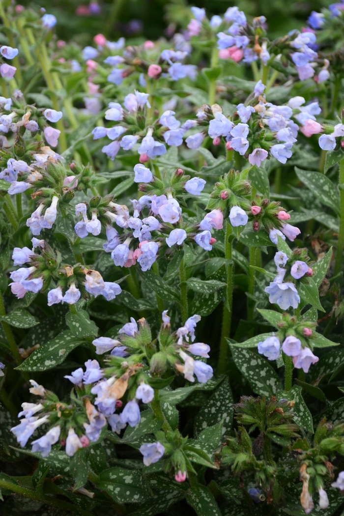 'Twinkle Toes' Lungwort - Pulmonaria from WNLKG Wildwood Nursery LKG
