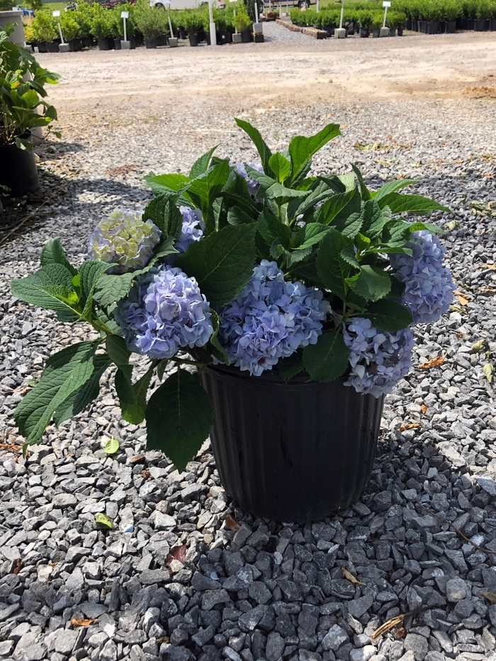 Hydrangea - 'Nikko Blue' from WNLKG Wildwood Nursery LKG