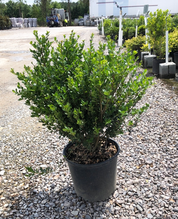 Holly - 'Compacta' from WNLKG Wildwood Nursery LKG