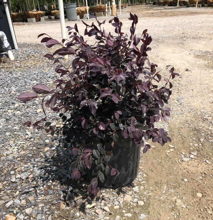 Loropetalum - 'Ruby' from WNLKG Wildwood Nursery LKG