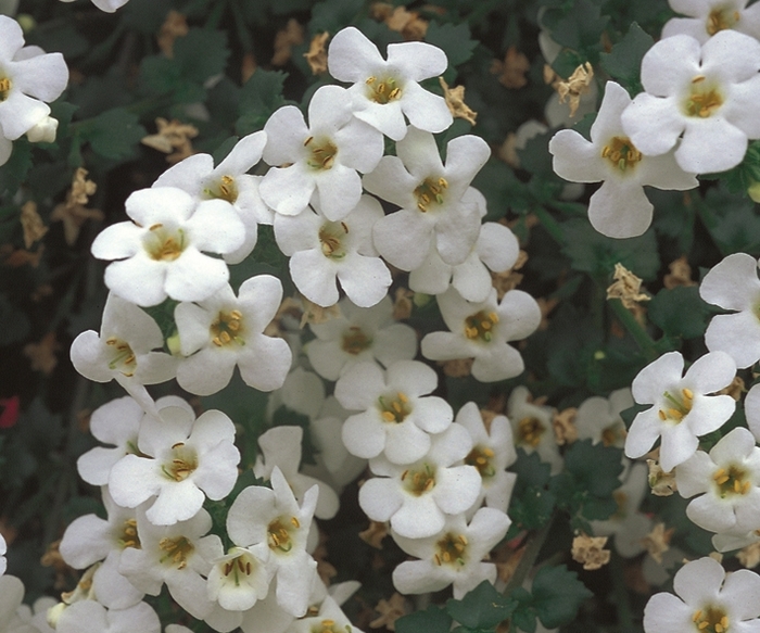 Betty® 'White' - Sutera (Bacopa) from WNLKG Wildwood Nursery LKG