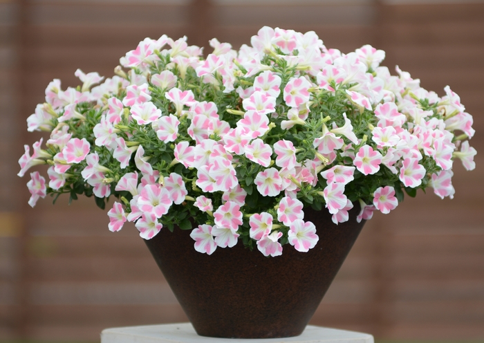 Petunia - Surfinia® Heartbeat from WNLKG Wildwood Nursery LKG