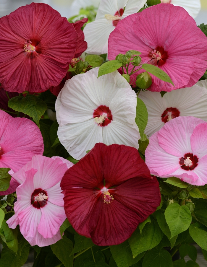 Luna&trade; 'Mix' - Hibiscus moscheutos (Hardy Hibiscus) from WNLKG Wildwood Nursery LKG