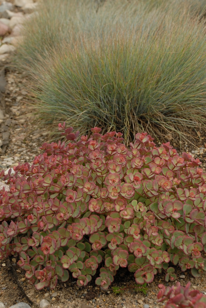October Daphne - Sedum sieboldii from WNLKG Wildwood Nursery LKG