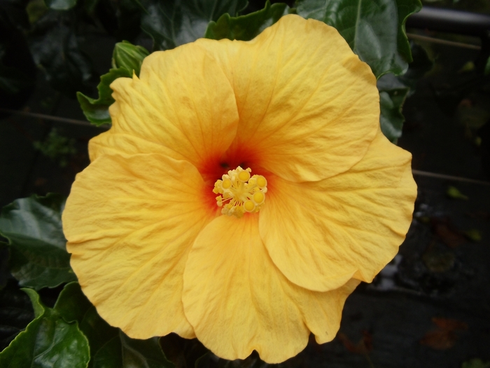 Tropical Hibiscus - Assorted colors from WNLKG Wildwood Nursery LKG