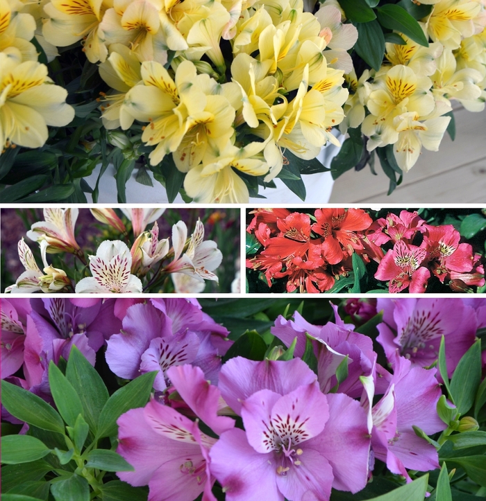 Assorted Peruvian Lily - Alstroemeria from WNLKG Wildwood Nursery LKG
