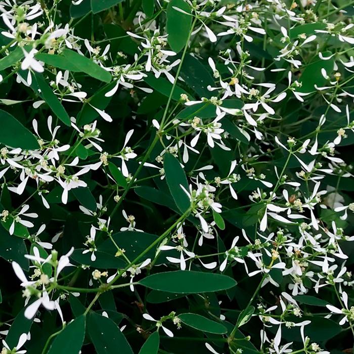 Euphorbia - Assorted Varieties from WNLKG Wildwood Nursery LKG