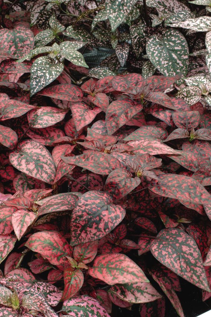 Hypoestes Polka Dot Plant - from WNLKG Wildwood Nursery LKG
