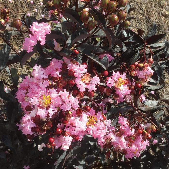 Crape Myrtle - Indulgence&reg; 'Strawberry Gelato' from WNLKG Wildwood Nursery LKG