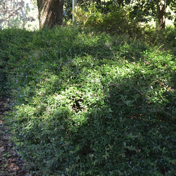 Holly - 'Nana Dwarf Yaupon' from WNLKG Wildwood Nursery LKG