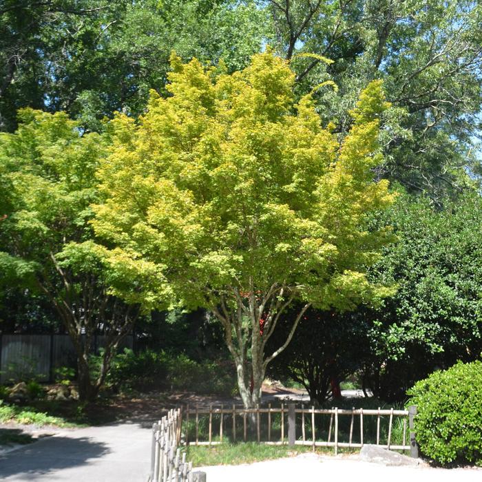 'Sango kaku' Japanese Maple - Acer palmatum from WNLKG Wildwood Nursery LKG