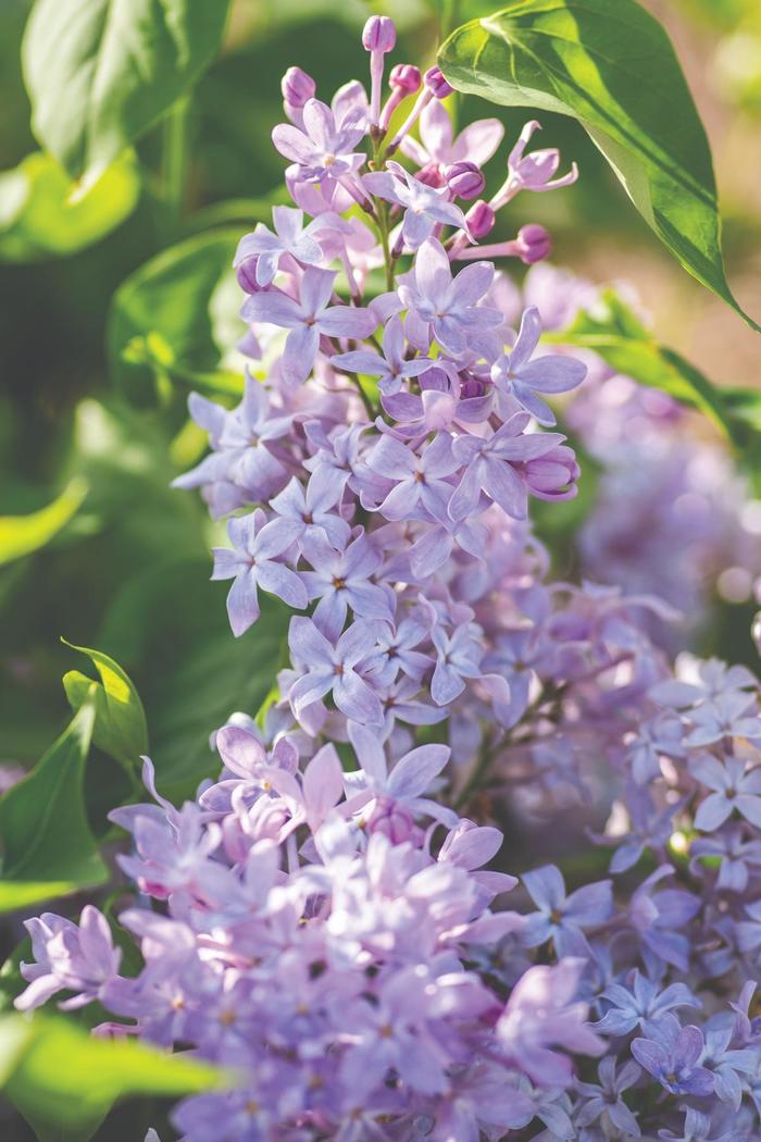 'New Age Lavender' Lilac - Syringa vulgaris from WNLKG Wildwood Nursery LKG