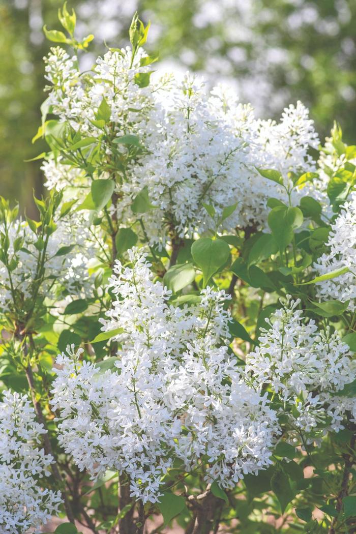 'New Age White' Lilac - Syringa vulgaris from WNLKG Wildwood Nursery LKG