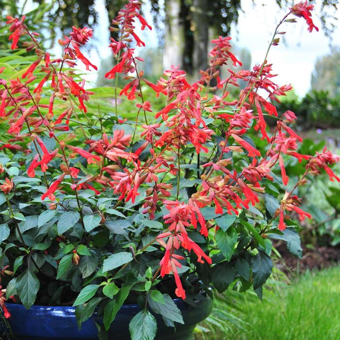 Salvia - 'Embers Wish' from WNLKG Wildwood Nursery LKG