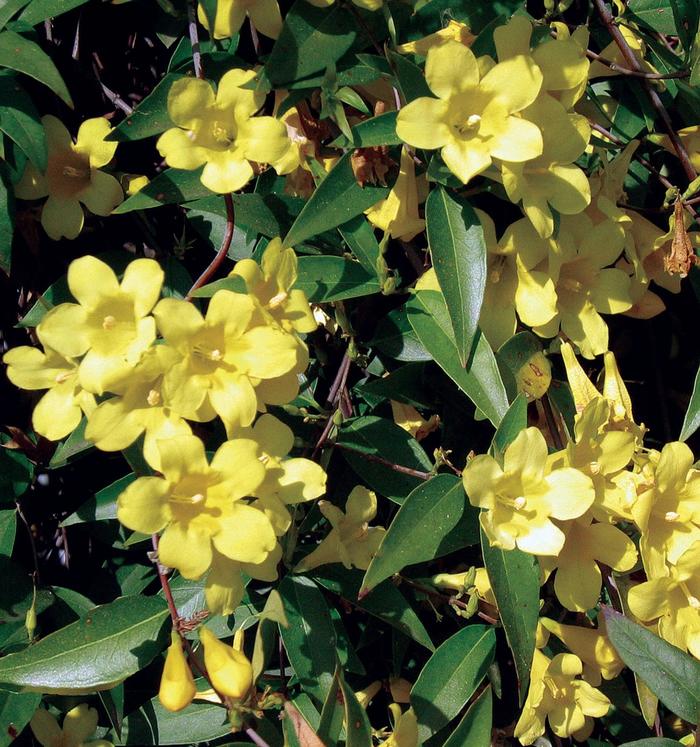 Carolina Jasmine - Multiple Varieties from WNLKG Wildwood Nursery LKG