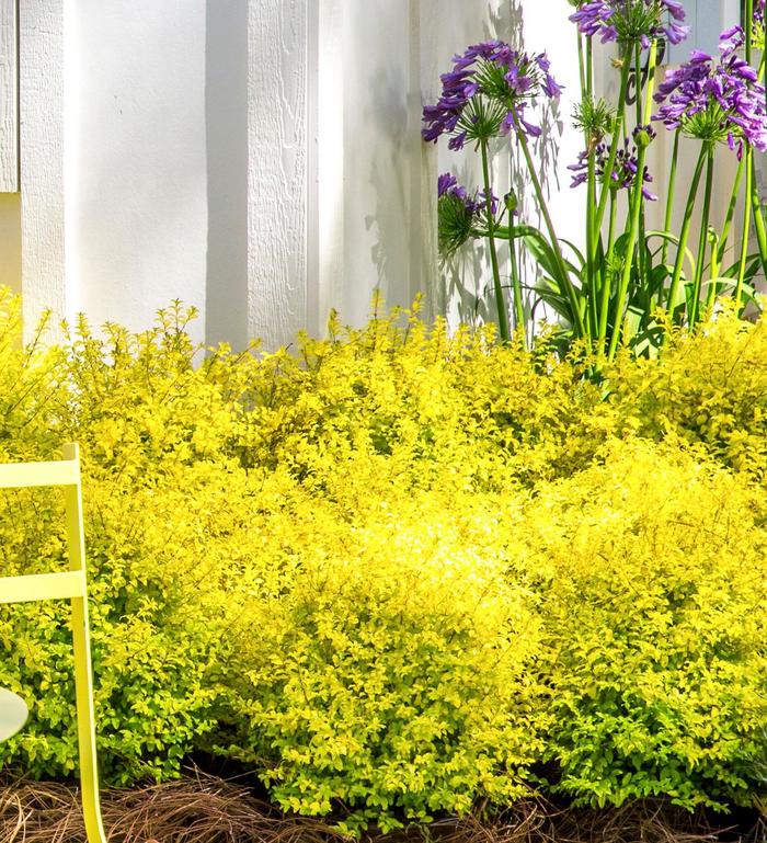 Ligustrum 'Sunshine - Ligustrum sinense from WNLKG Wildwood Nursery LKG