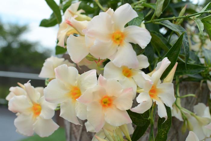 Mandevilla - Multiple Colors from WNLKG Wildwood Nursery LKG