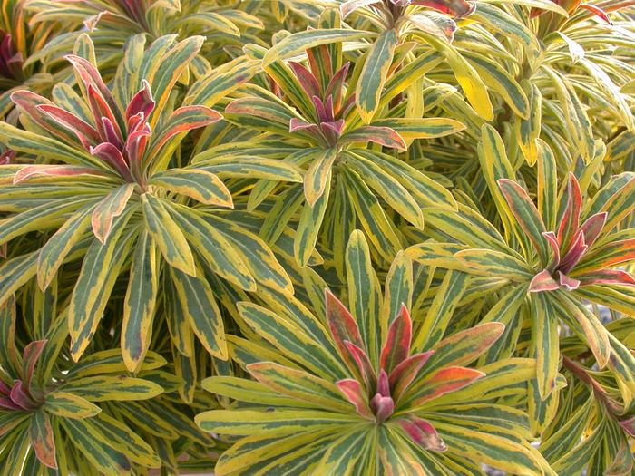 Spurge - Sahara™ 'Ascot Rainbow' from WNLKG Wildwood Nursery LKG