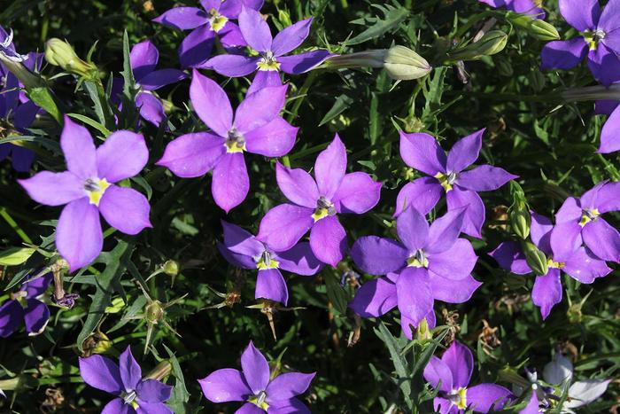 FIZZ N POP™ 'Glowing Violet' - Isotoma (Blue Star) from WNLKG Wildwood Nursery LKG