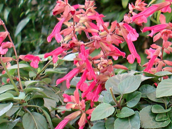 Salvia - 'Wendy's Wish' from WNLKG Wildwood Nursery LKG