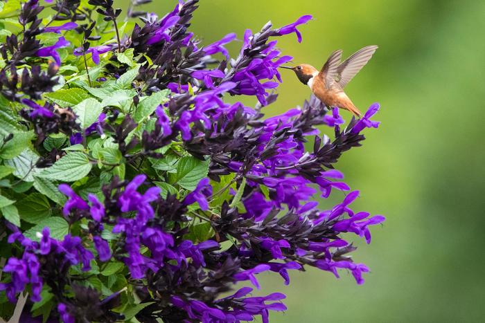 Salvia - Bodacious® 'Hummingbird Falls' from WNLKG Wildwood Nursery LKG