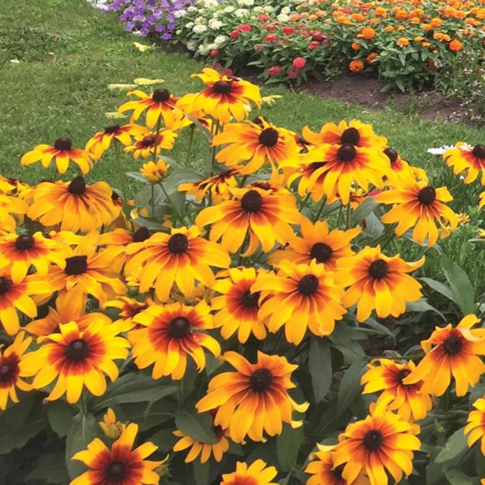 Rudbeckia - 'Rising Sun' from WNLKG Wildwood Nursery LKG