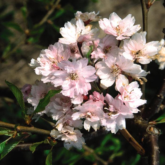 Double Pink Weeping Cherry - Prunus pendula from WNLKG Wildwood Nursery LKG
