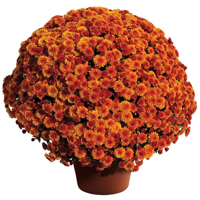 Garden Mum - Cheryl Spicy Orange from WNLKG Wildwood Nursery LKG