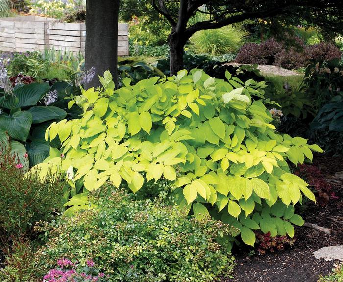Aralia Cordata - Sun King from WNLKG Wildwood Nursery LKG