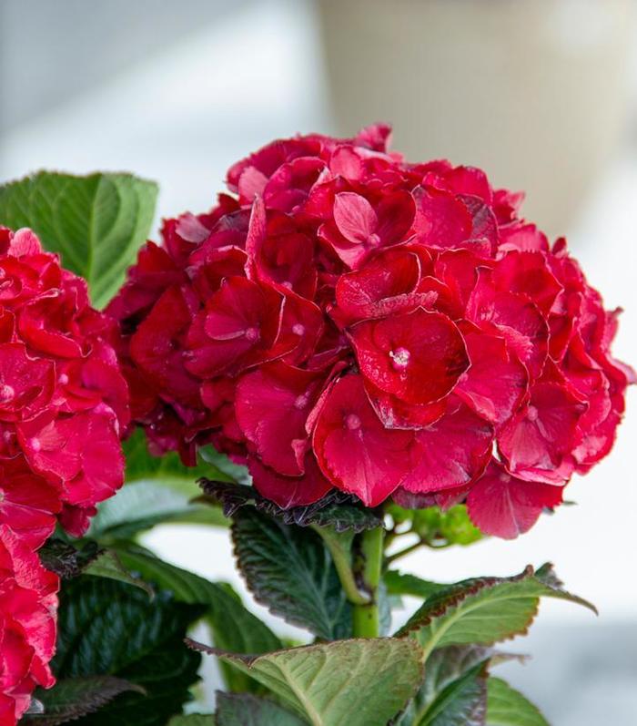 Hydrangea Blooming Easy Series - 'Cherry-Go-Round' from WNLKG Wildwood Nursery LKG