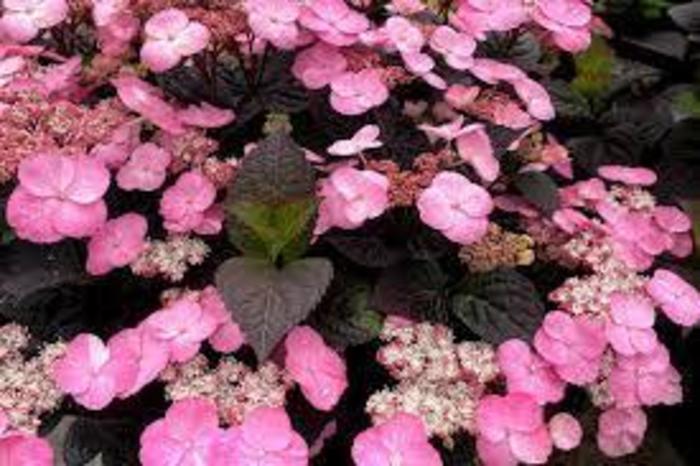Hydrangea - 'Pink Dynamo' from WNLKG Wildwood Nursery LKG