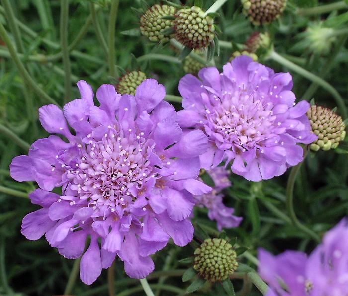 'Butterfly Blue' Pincushion Flower - Scabiosa columbaria from WNLKG Wildwood Nursery LKG