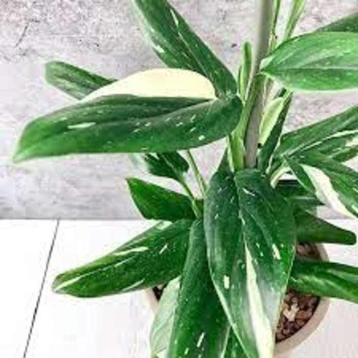Philodendron - 'Cobra' from WNLKG Wildwood Nursery LKG