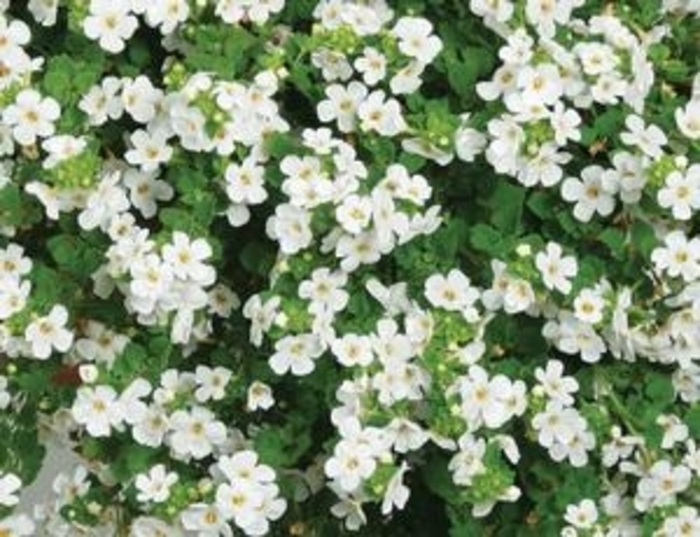 Bacopa 'Calypso' White - Sutera from WNLKG Wildwood Nursery LKG