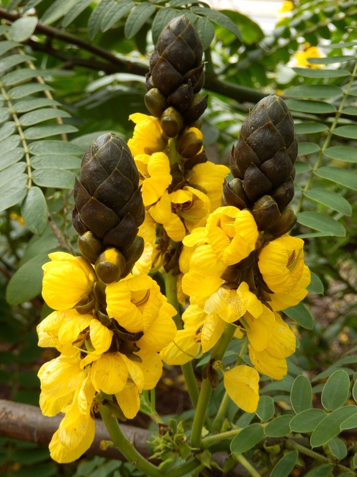 Popcorn Plant - Cassia (Senna) didymobotrya from WNLKG Wildwood Nursery LKG