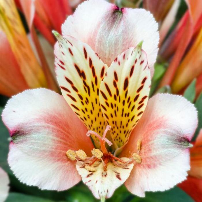 'Inca Husky&trade;' Peruvian Lily - Alstroemeria from WNLKG Wildwood Nursery LKG
