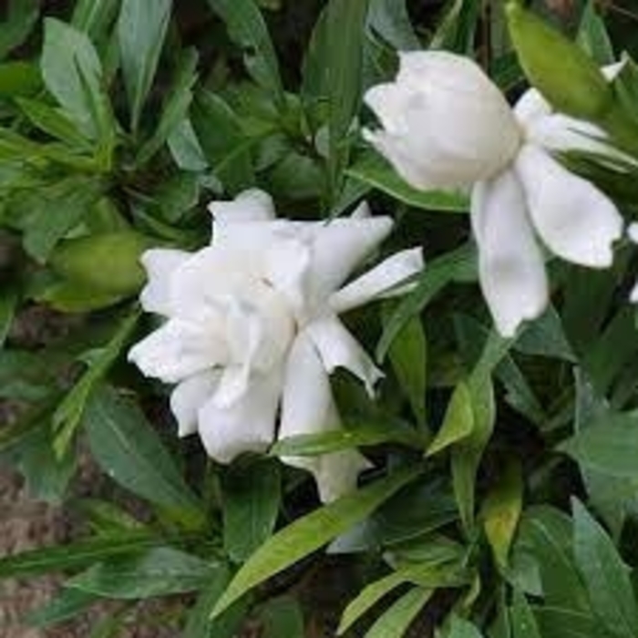 Gardenia - 'Radicans' from WNLKG Wildwood Nursery LKG