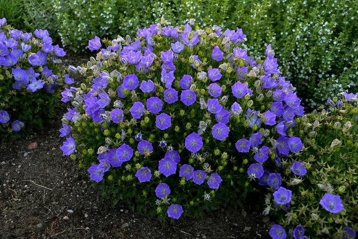 'Rapido Blue' Bellflower - Campanula carpatica from WNLKG Wildwood Nursery LKG
