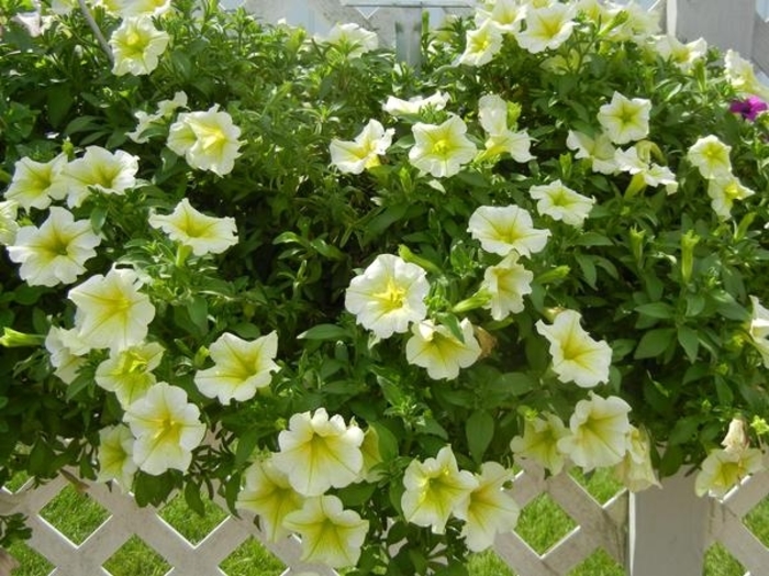 Trailing spreading Petunia - Petunia multiple varieties from WNLKG Wildwood Nursery LKG