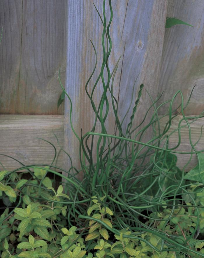 ''Spiralis'' Corkscrew Rush - Juncus effusus from WNLKG Wildwood Nursery LKG