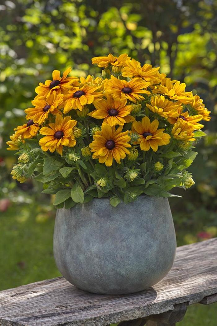 Sunbeckia® 'Carolina' - Rudbeckia hirta (Black-Eyed Susan) from WNLKG Wildwood Nursery LKG