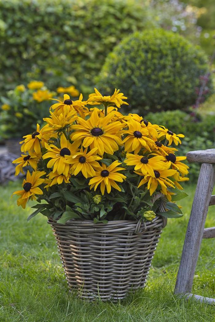 Rudbeckia hirta - Sunbeckia® 'Paulina' from WNLKG Wildwood Nursery LKG
