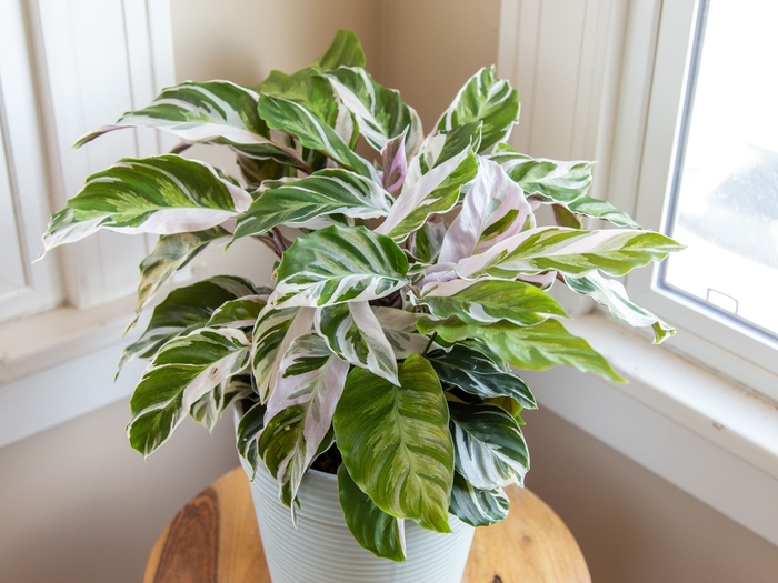 Calathea - 'White Fusion' from WNLKG Wildwood Nursery LKG