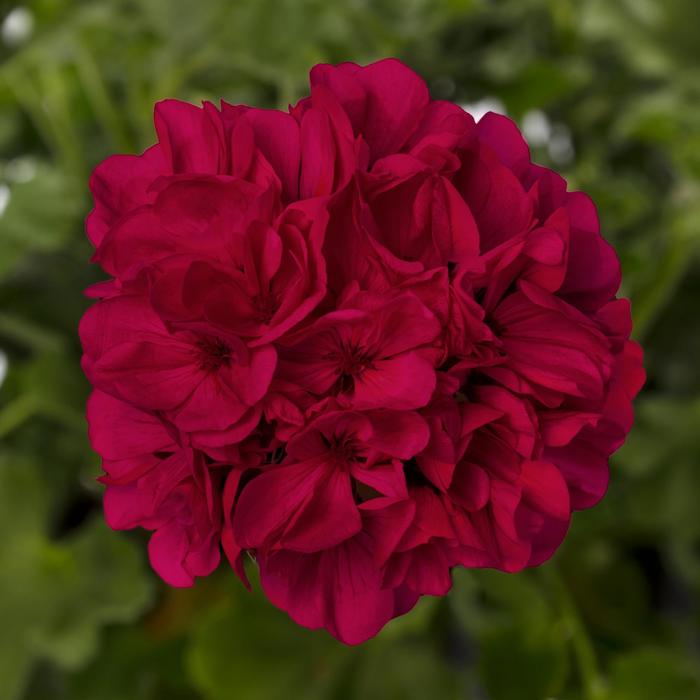 Geranium Mantra™ Variety - Multiple Colors from WNLKG Wildwood Nursery LKG