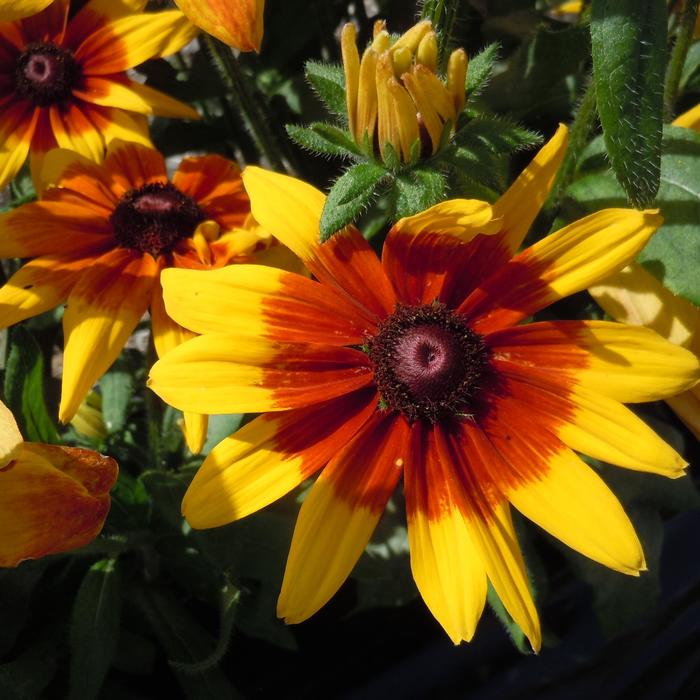Rudbeckia hirta - Sunbeckia® 'Mia' from WNLKG Wildwood Nursery LKG